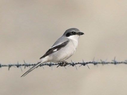 Shrike httpswwwallaboutbirdsorgguidePHOTOLARGElo