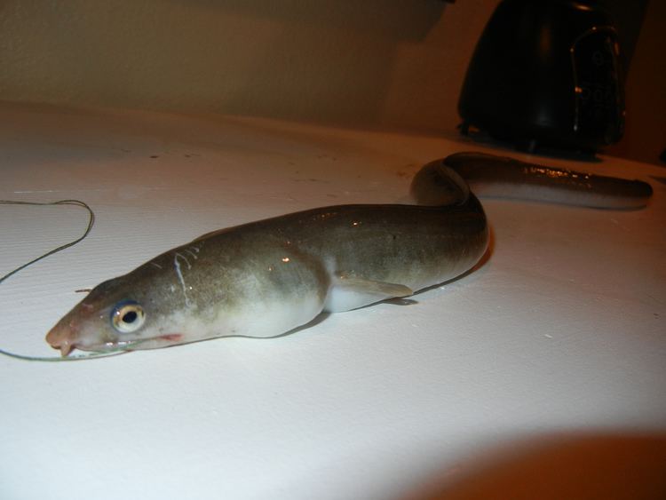 Shrimp eel Ophichthus gomesii Shrimp Eel Caught near Venice FL Flickr