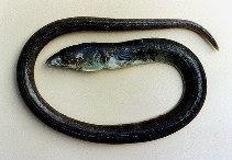 Shrimp eel Ophichthus gomesii Shrimp eel fisheries