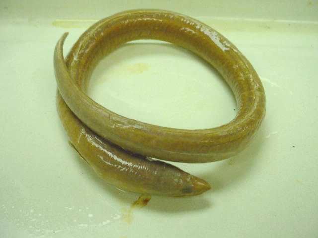 Shrimp eel shrimp eel