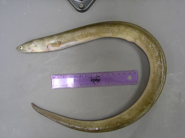 Shrimp eel txmarspeciestamugedufullsize773jpg