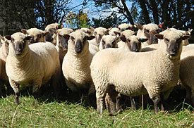 Shropshire sheep New Zealand Sheepbreeders39 Association Shropshire