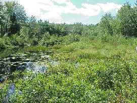 Shrub swamp Shrub swamps Maine Department of Environmental Protection