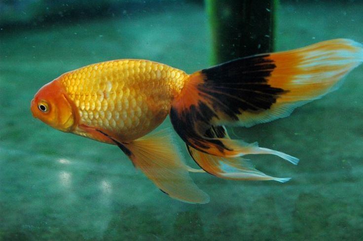 Shukin Gold Fish Excellent Shukin Aquarium and Fish Lovers Pinterest