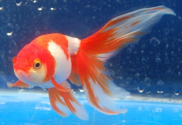Shukin Goldfish Shukin should have egg shape w long ribbontail