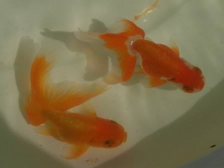 Shukin Shukin Japanese Goldfish Catalog