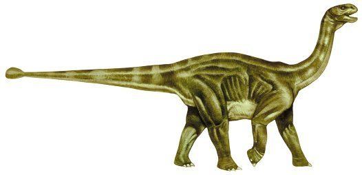 Shunosaurus Shunosaurus lii Australian Museum