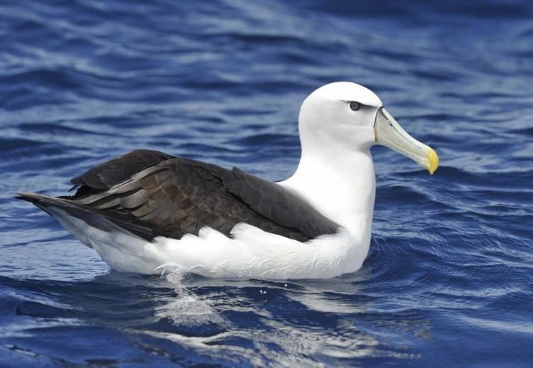 Shy albatross Shy Albatross Thalassarche cauta videos photos and sound