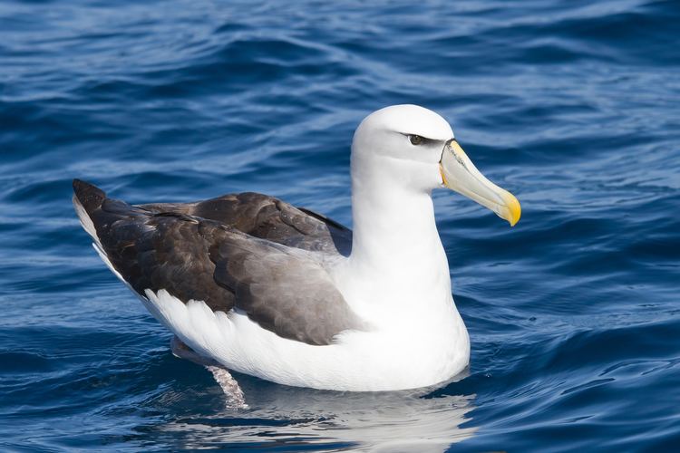 Shy albatross Shy albatross Wikipedia