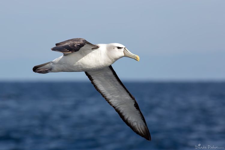 Shy albatross Shy Albatross Australian Bird Photography Bird Photos of