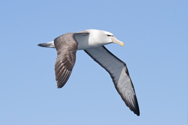 Shy albatross Shy albatross Wikipedia