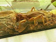 Sia (insect) httpsuploadwikimediaorgwikipediacommonsthu