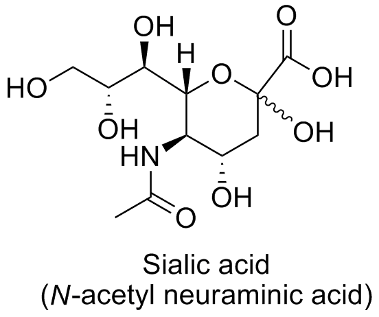 Sialic acid Influenza virus neuraminidase