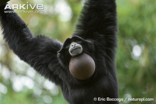 Siamang Siamang videos photos and facts Symphalangus syndactylus ARKive