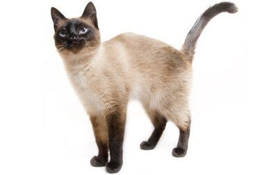 Siamese cat Siamese Cat Breed Information Behavior Pictures and Care Cattime