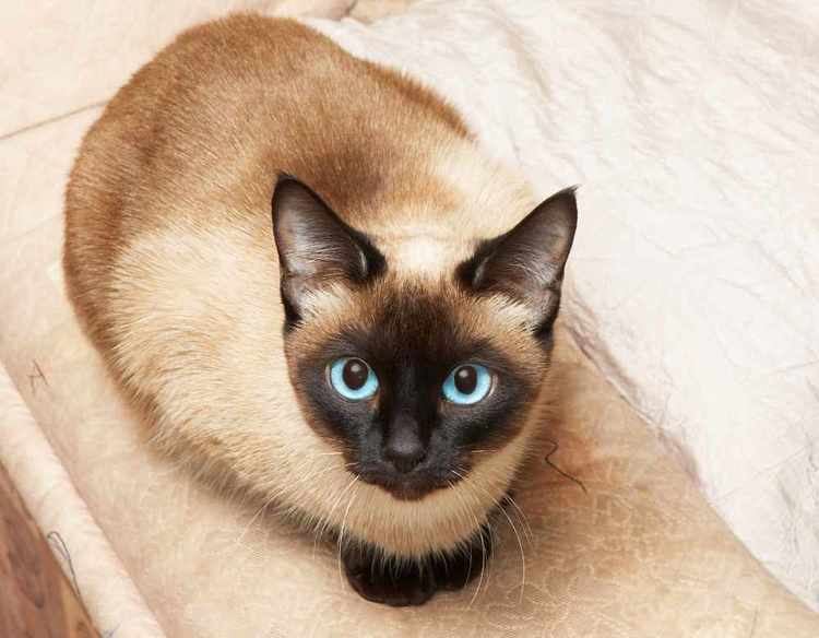 Siamese cat The Traditional Siamese Cat Cat Breeds Encyclopedia