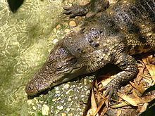 Siamese crocodile httpsuploadwikimediaorgwikipediacommonsthu