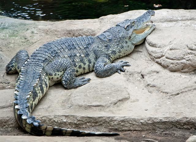 Siamese crocodile Crocodylus siamensis Siamese crocodile