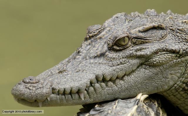 Siamese crocodile BBC Nature Siamese crocodile videos news and facts