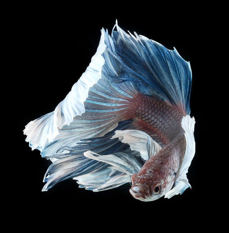 Siamese fighting fish 1000 images about Siamese fighting fish on Pinterest Pets