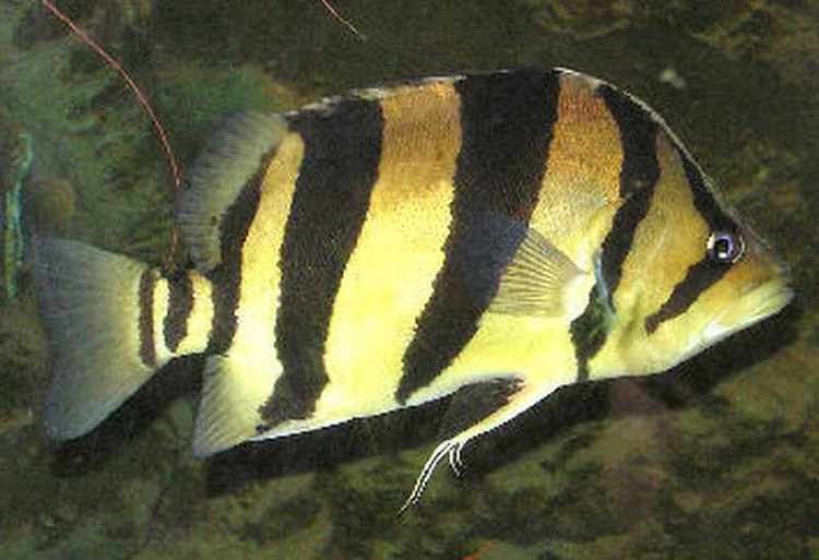 Siamese tigerfish False Siamese Tiger Fish Datnioides microlepis Tropical Fish Keeping