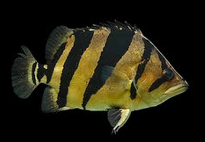 Siamese tigerfish Siamese Tiger Fish Datnioides pulcher Tropical Fish Keeping