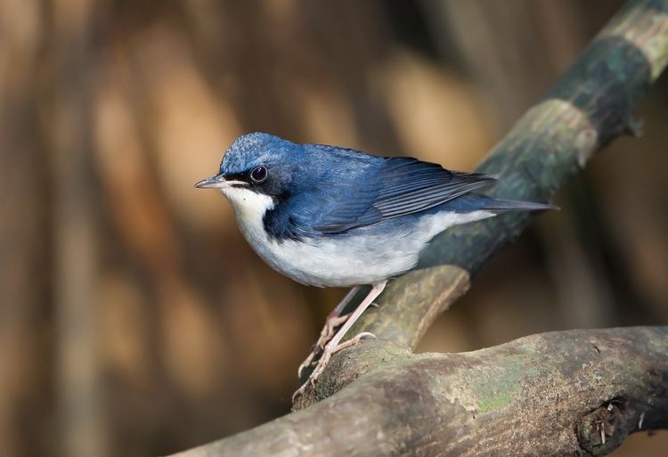 Siberian blue robin Siberian blue robin Wikipedia