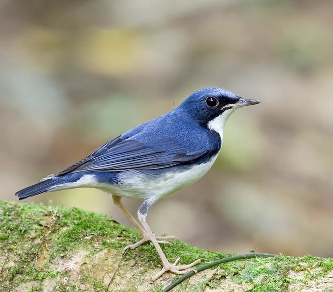 Siberian blue robin wwwhbwcomsitesdefaultfilesstylesibc1kpubl