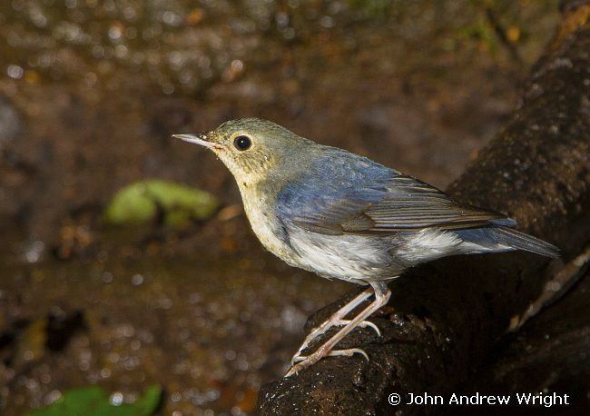 Siberian blue robin Oriental Bird Club Image Database Siberian Blue Robin Larvivora