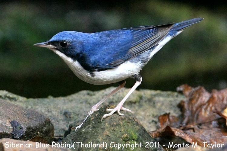 Siberian blue robin Siberian Blue Robin