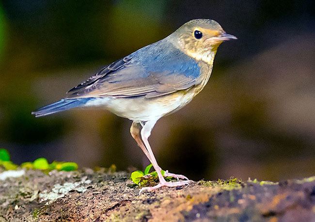 Siberian blue robin Oriental Bird Club Image Database Siberian Blue Robin Larvivora