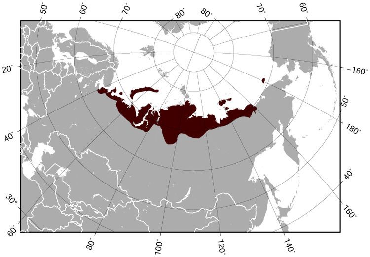 Siberian brown lemming httpsuploadwikimediaorgwikipediacommons66
