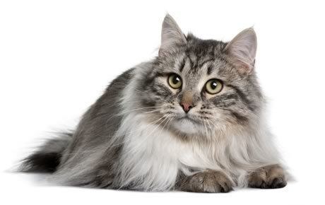 Siberian cat Siberian Cat Breed Information Pictures Characteristics amp Facts