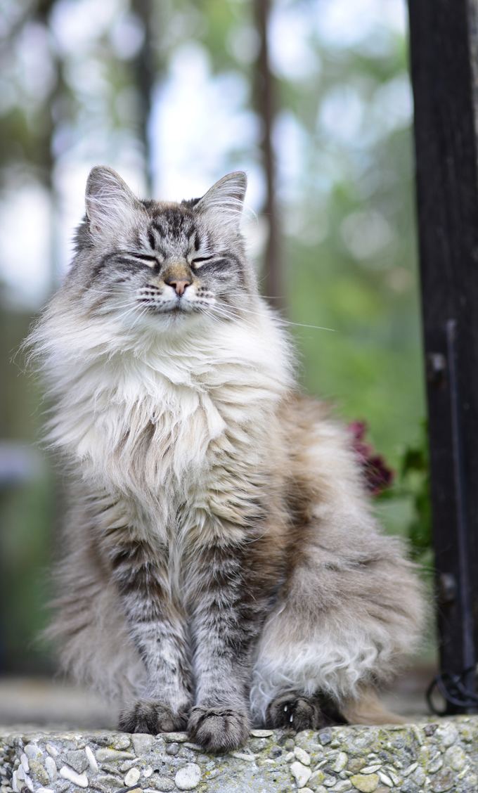 Do Siberian Cats Like To Go Outside At Elisa Champagne Blog Do Siberian Cats Like To Go Outside At Elisa Champagne Blog