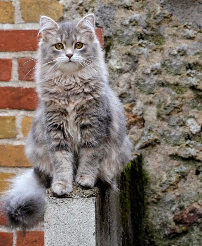 Siberian cat Siberian Cat Breed Information Pictures Characteristics amp Facts