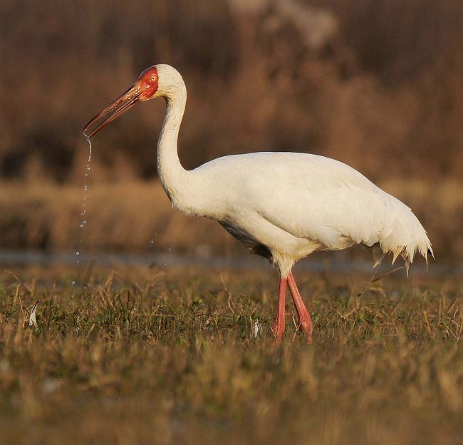 Siberian crane Oriental Bird Club Image Database Siberian Crane Grus leucogeranus