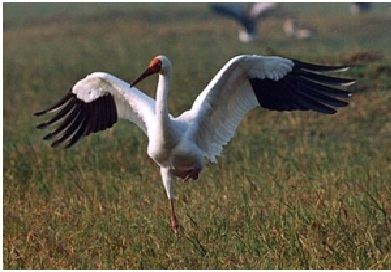 Siberian crane The Siberian Crane or the Snow Crane facts at a Glance