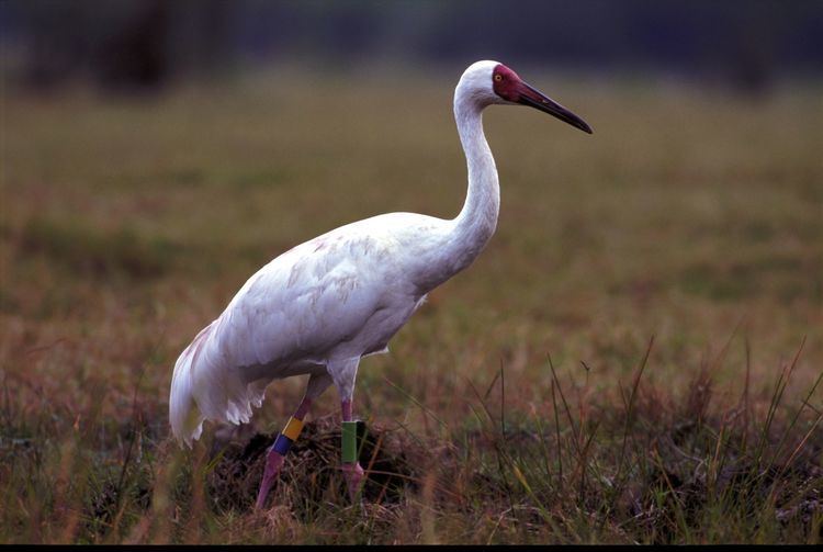 Siberian crane Drafting of a GEF project on the conservation of the Siberian Crane