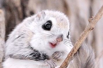 Siberian flying squirrel Look How Insanely Cute Siberian Flying Squirrels Are
