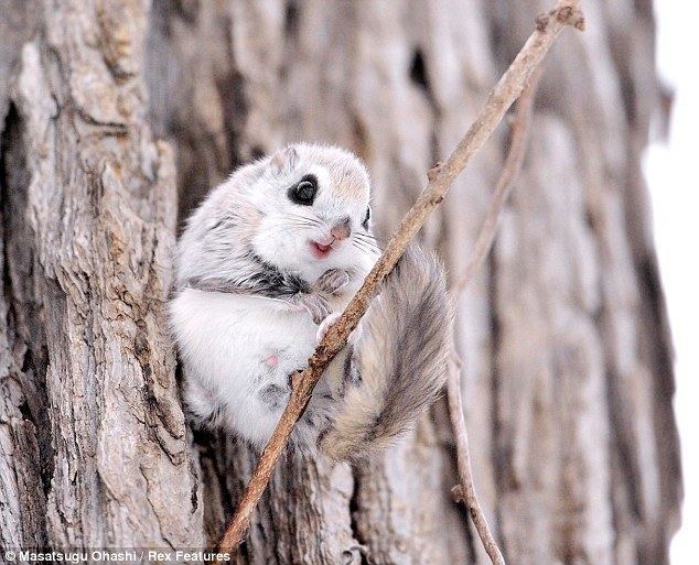 Siberian flying squirrel Are these the cutest furry animals in the world Flying squirrels of
