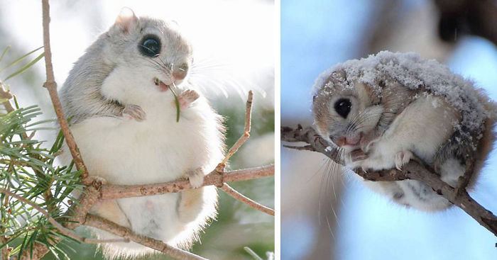 Siberian flying squirrel Japanese And Siberian Flying Squirrels Are Probably The Cutest