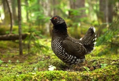 Siberian grouse More on Falcipennis falcipennis Sicklewinged Grouse