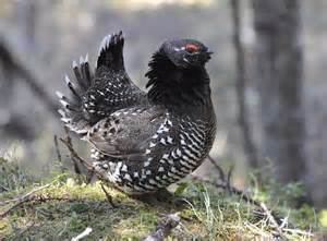 Siberian grouse More on Falcipennis falcipennis Sicklewinged Grouse