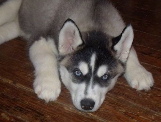 Siberian Husky Siberian Husky Dog Breed Information and Pictures