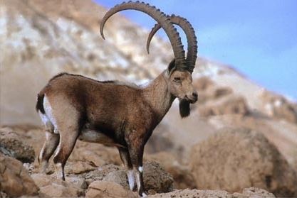 Siberian ibex Siberian Ibex vs Mule Deer Animalia Enthusiasts