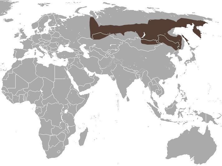 Siberian large-toothed shrew