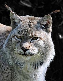 Siberian lynx httpsuploadwikimediaorgwikipediacommonsthu
