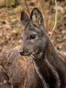 Siberian musk deer httpsuploadwikimediaorgwikipediacommonsthu
