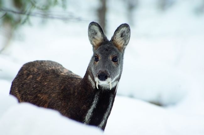 Siberian musk deer Siberian Musk Deer Habitat Diet Facts and Pictures Coniferous Forest