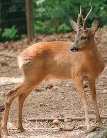 Siberian roe deer httpsuploadwikimediaorgwikipediacommonsthu